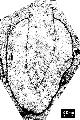 Capsulocyathus