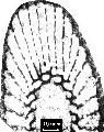 Kruseicyathus
