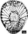 Loculicyathopsis